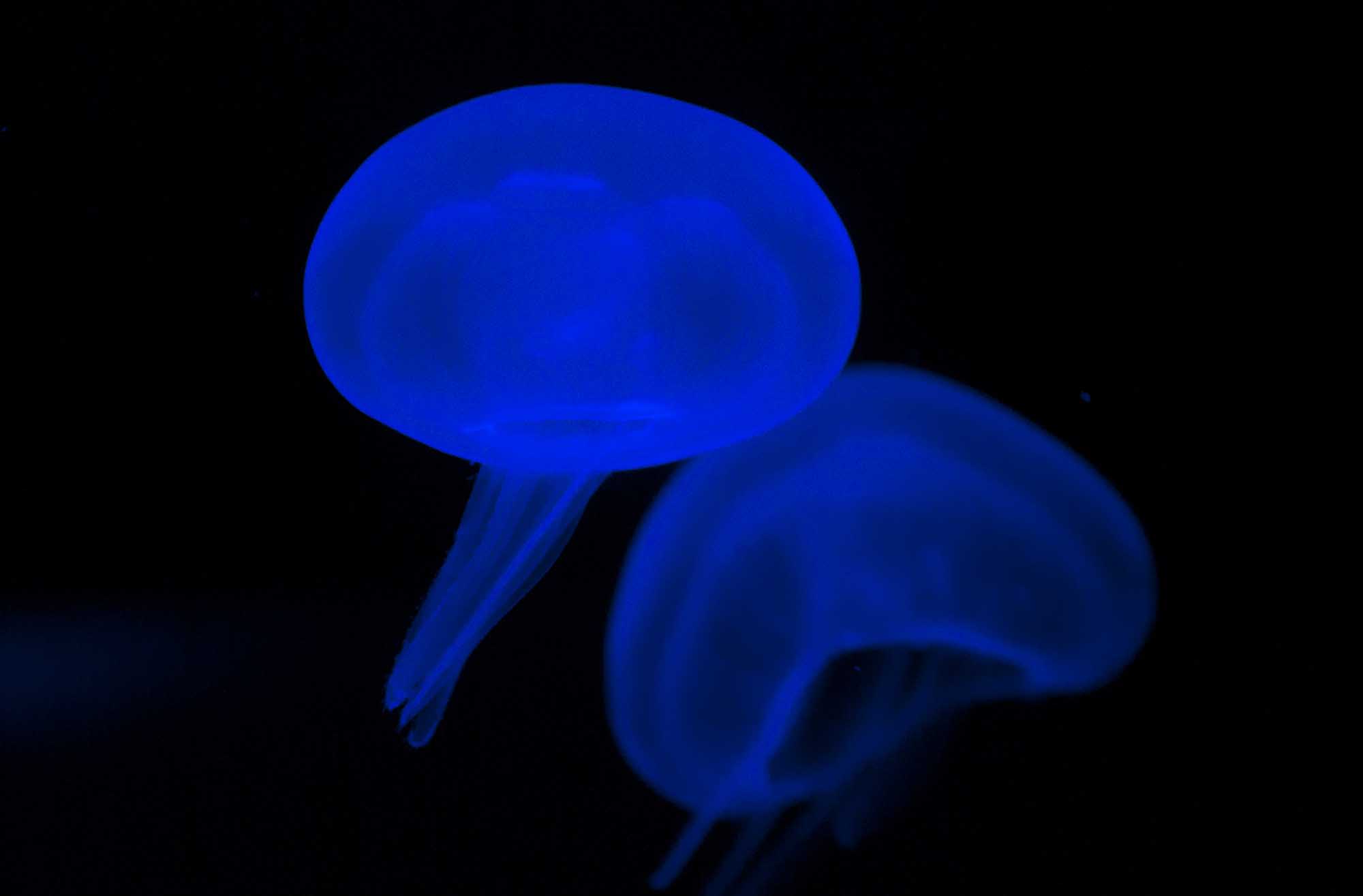 DSC_0175