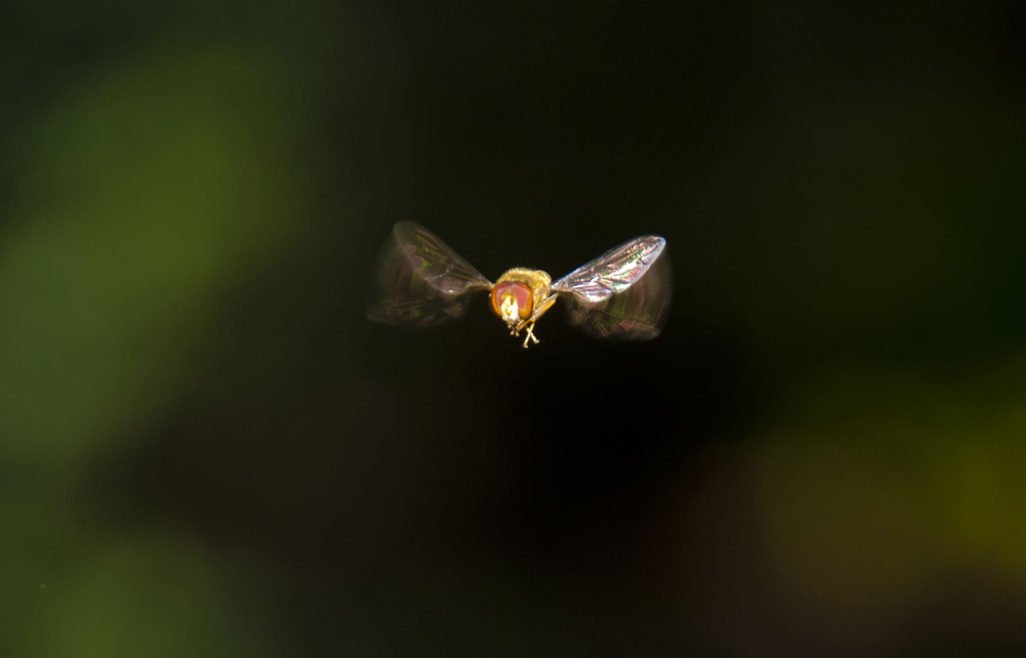 mosquita