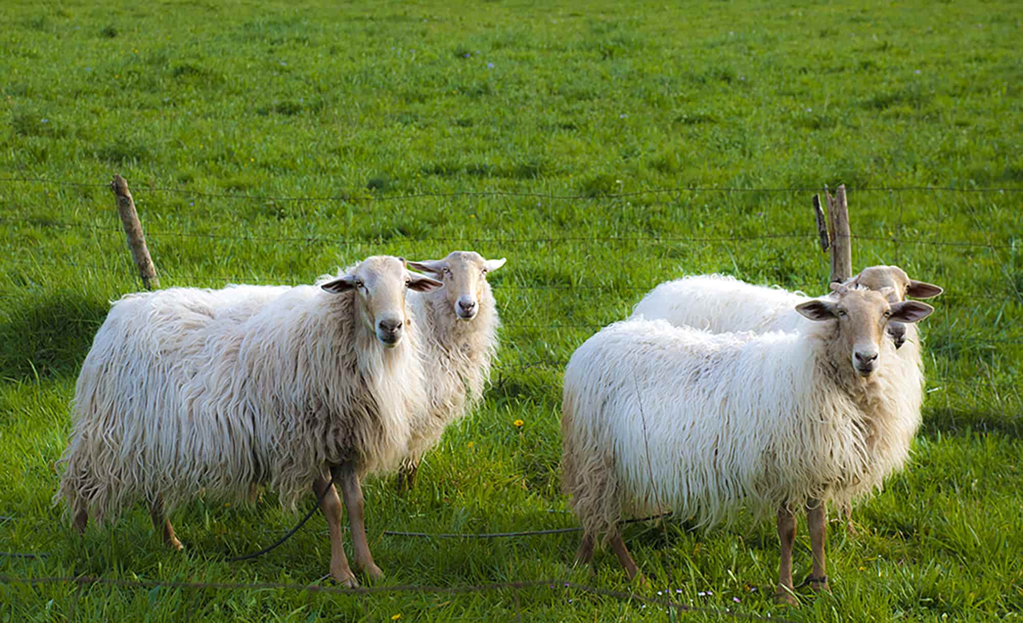 ovejas-asturianas-min