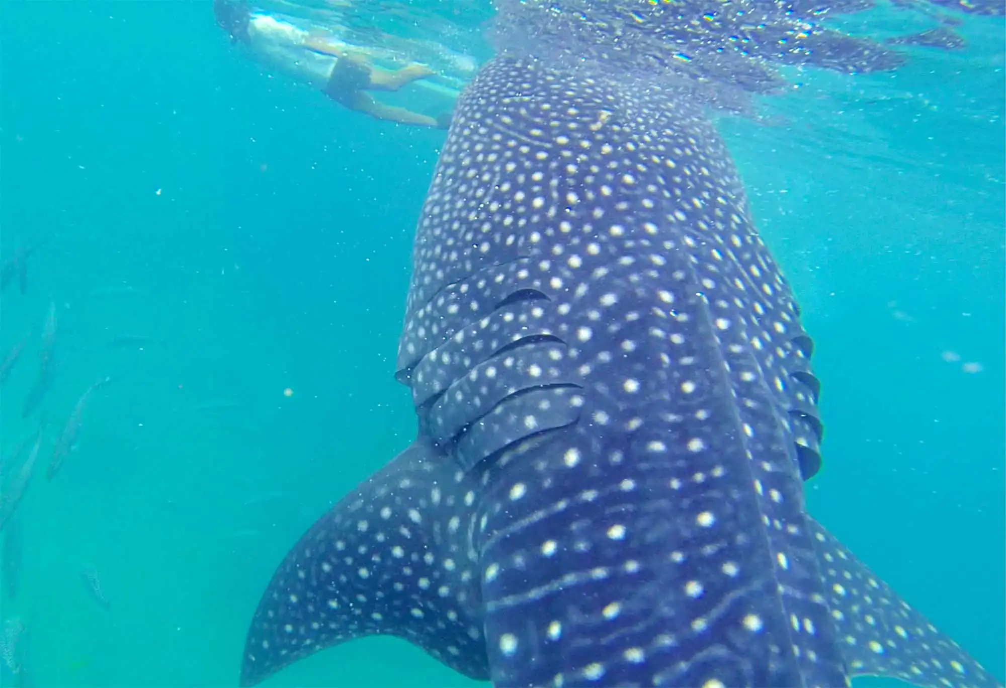 whaleshark